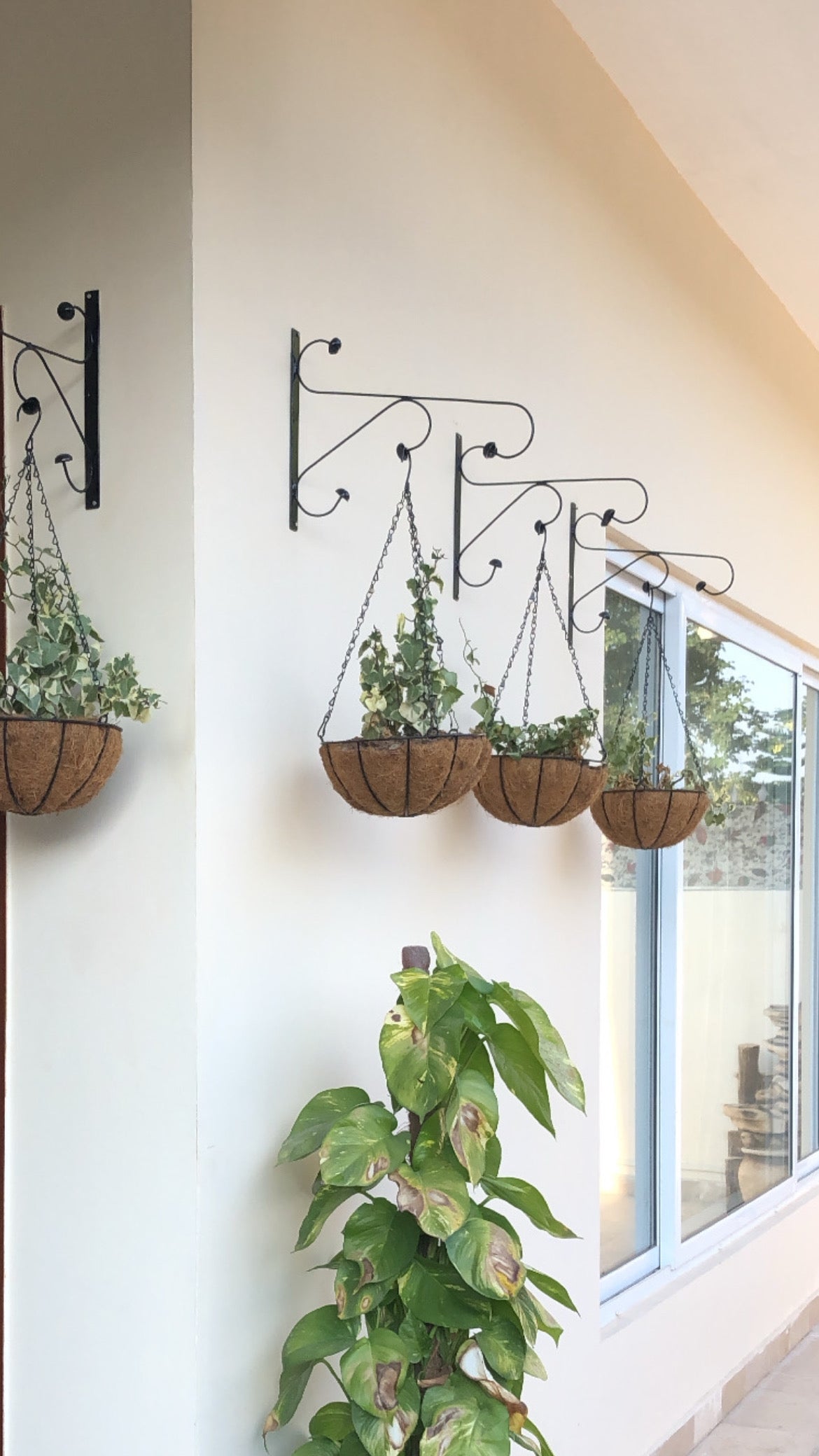 Plants Hanging Stands